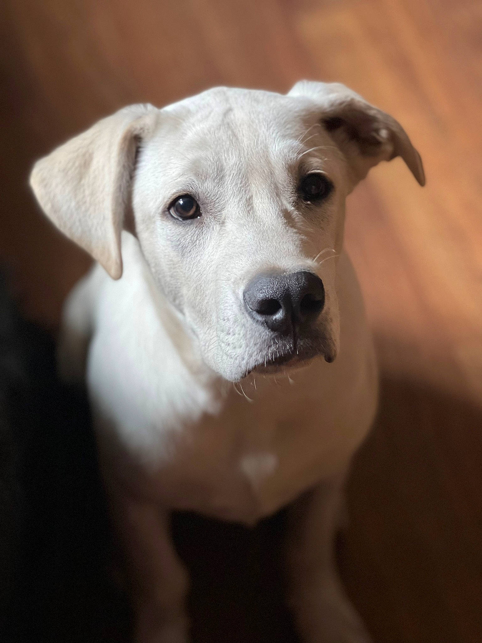 Rocky joined the competition — help win amazing prizes! canidae, carnivore, collar, companion_dog, dog, dog_breed, dog_collar, ear, eye, fawn, flash_photography, fur, monochrome_photography, non_sporting_group, snout, sporting_group, terrestrial_animal, whiskers, working_animal