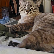 Ozzy is registered to the contest to win money with this photo: animal, bed, cat, cozy, cute, domestic, feline, fur, household, indoor, paw, pet, pet_carrier, relaxed, resting, sleepy, striped, tabby, water_dispenser, whiskers