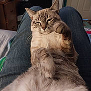 Ozzy is registered to the contest to win money with this photo: blurry_background, cat, closeup, comfort, cozy, domestic_animal, ears, feline, fur, home, indoor, jeans, lap, paws, pet, relaxed, resting, sleepy, striped, whiskers