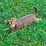 animal, brown_dog, canine, curious, dog, ears, fur, grass, greenery, ground, leaf, lying_down, moss, nature, outdoor, pet, plants, small_dog, tail, wildlife