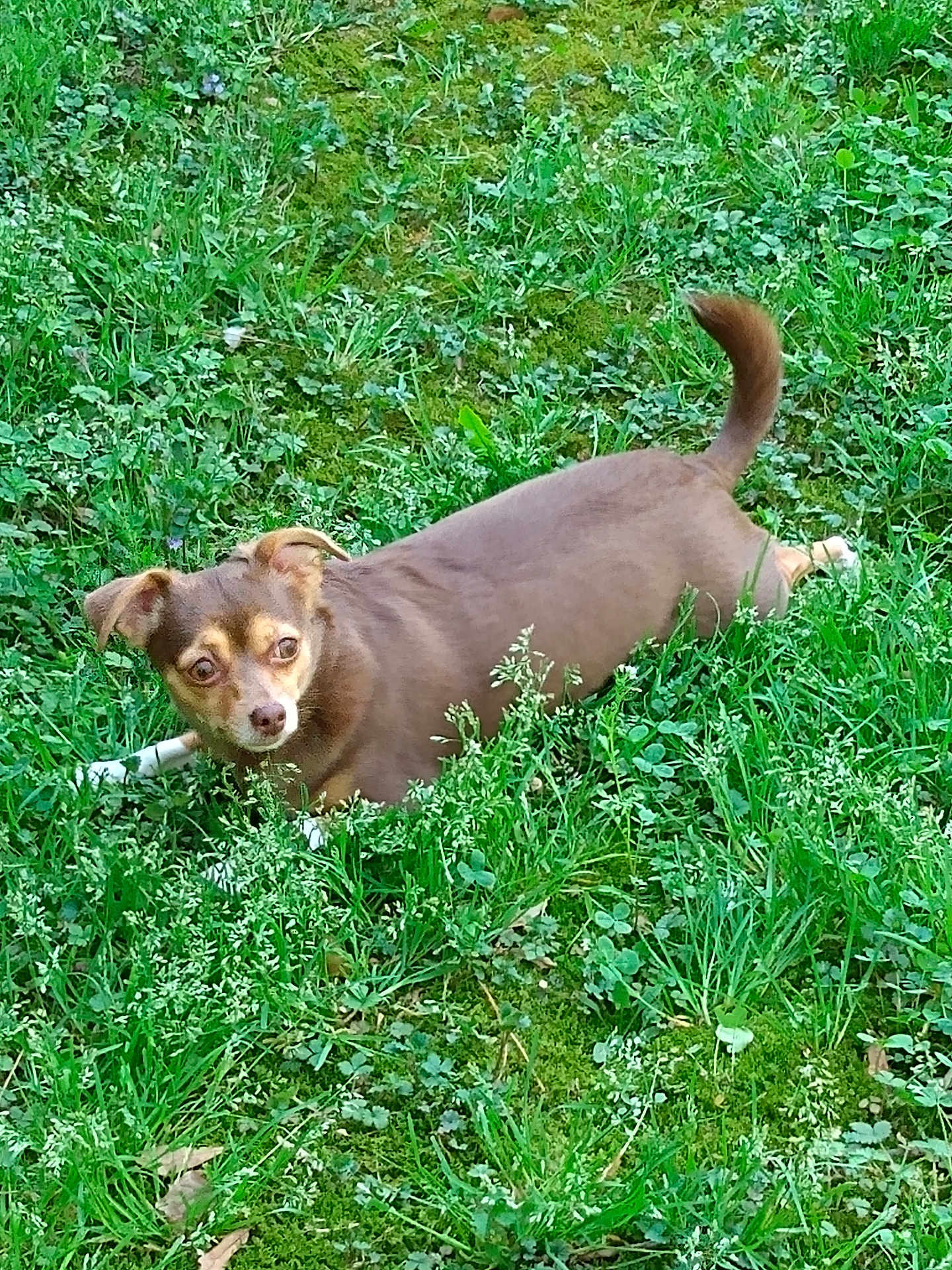 Daisy
