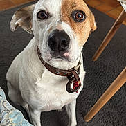 Loulou a rejoint le concours — aidez-le/la à gagner de superbes lots ! dog, pet, indoor, brown, white, collar, carpet, floor, furniture, blanket, closeup, face, ears, animal, looking, sitting, domestic, cute, curious, portrait