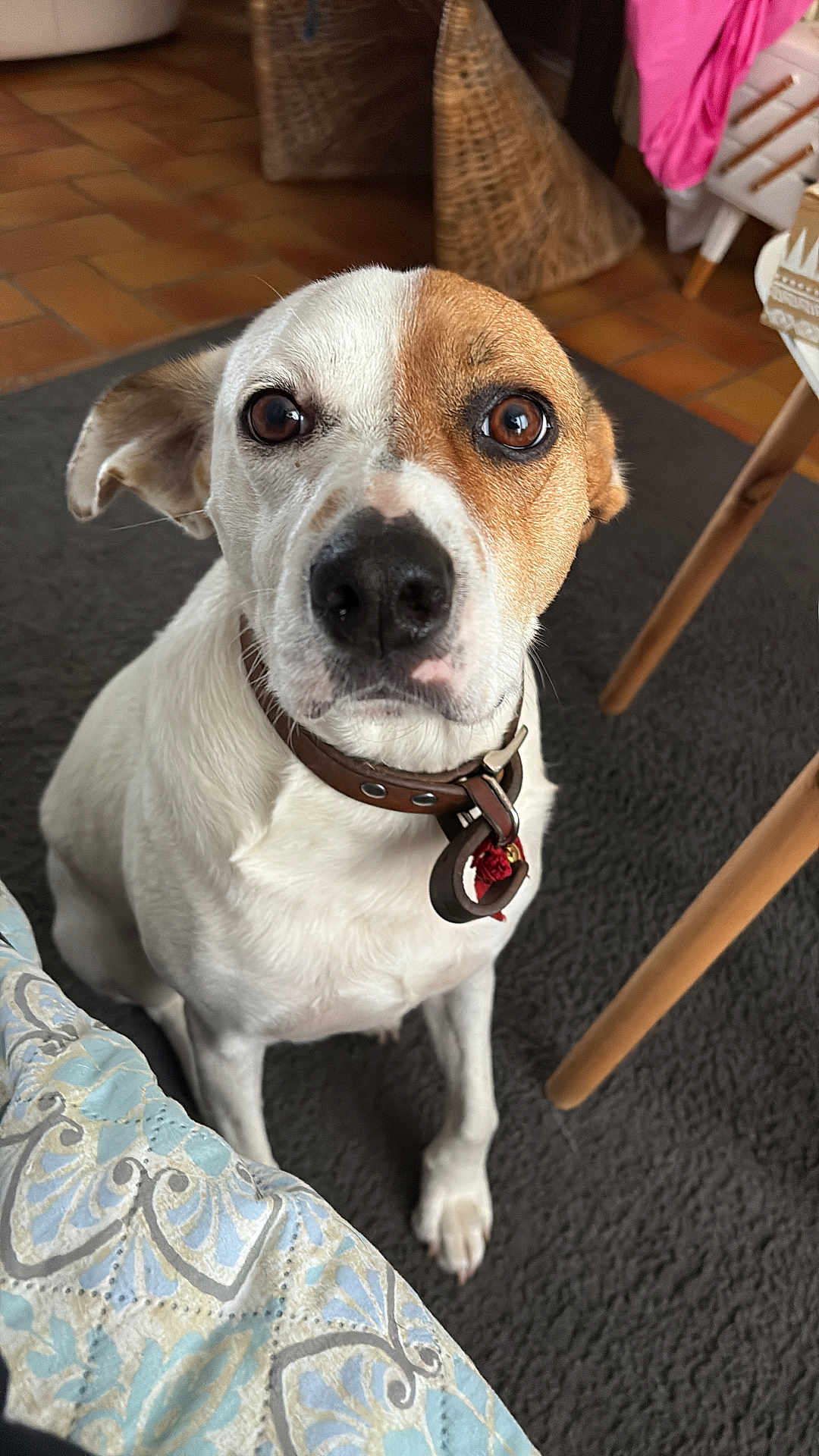 Loulou a rejoint le concours — aidez-le/la à gagner de superbes lots ! dog, pet, indoor, brown, white, collar, carpet, floor, furniture, blanket, closeup, face, ears, animal, looking, sitting, domestic, cute, curious, portrait