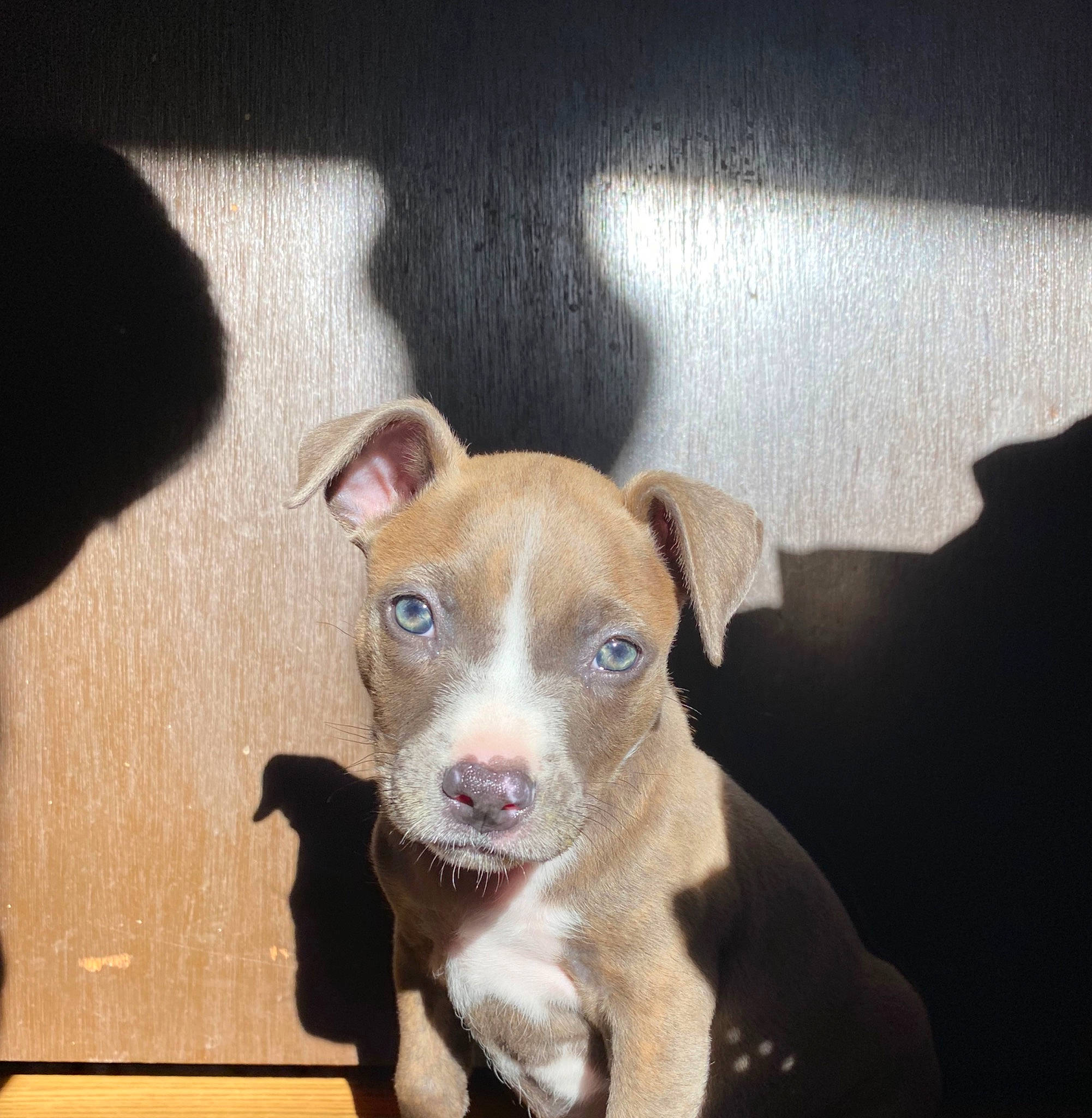 Remi joined the competition — help win amazing prizes! american_pit_bull_terrier, american_staffordshire_terrier, canidae, carnivore, dog, dog_breed, ear, fawn, mammal, non_sporting_group, nose, pit_bull, puppy, rare_breed_dog, snout, sporting_group, vertebrate, whiskers