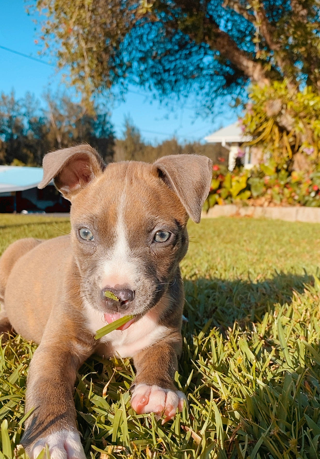 Remi is registered to the contest to win money with this photo: american_pit_bull_terrier, american_staffordshire_terrier, canidae, carnivore, companion_dog, dog, dog_breed, fawn, grass, mammal, non_sporting_group, pit_bull, plant, puppy, snout, sporting_group, vertebrate