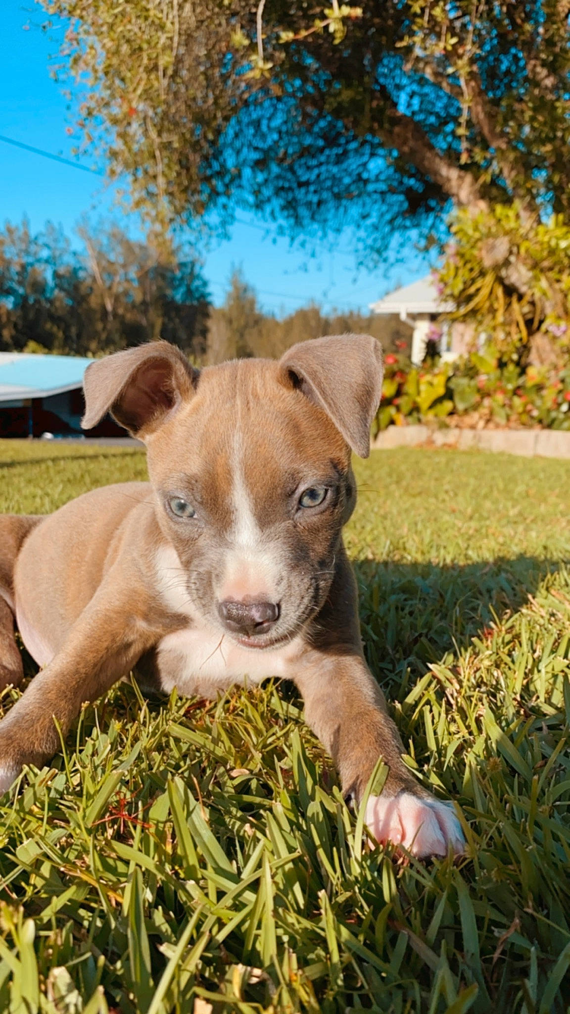Remi is registered to the contest to win money with this photo: american_pit_bull_terrier, american_staffordshire_terrier, canidae, carnivore, dog, dog_breed, ear, fawn, grass, mammal, non_sporting_group, pit_bull, puppy, snout, sporting_group, vertebrate