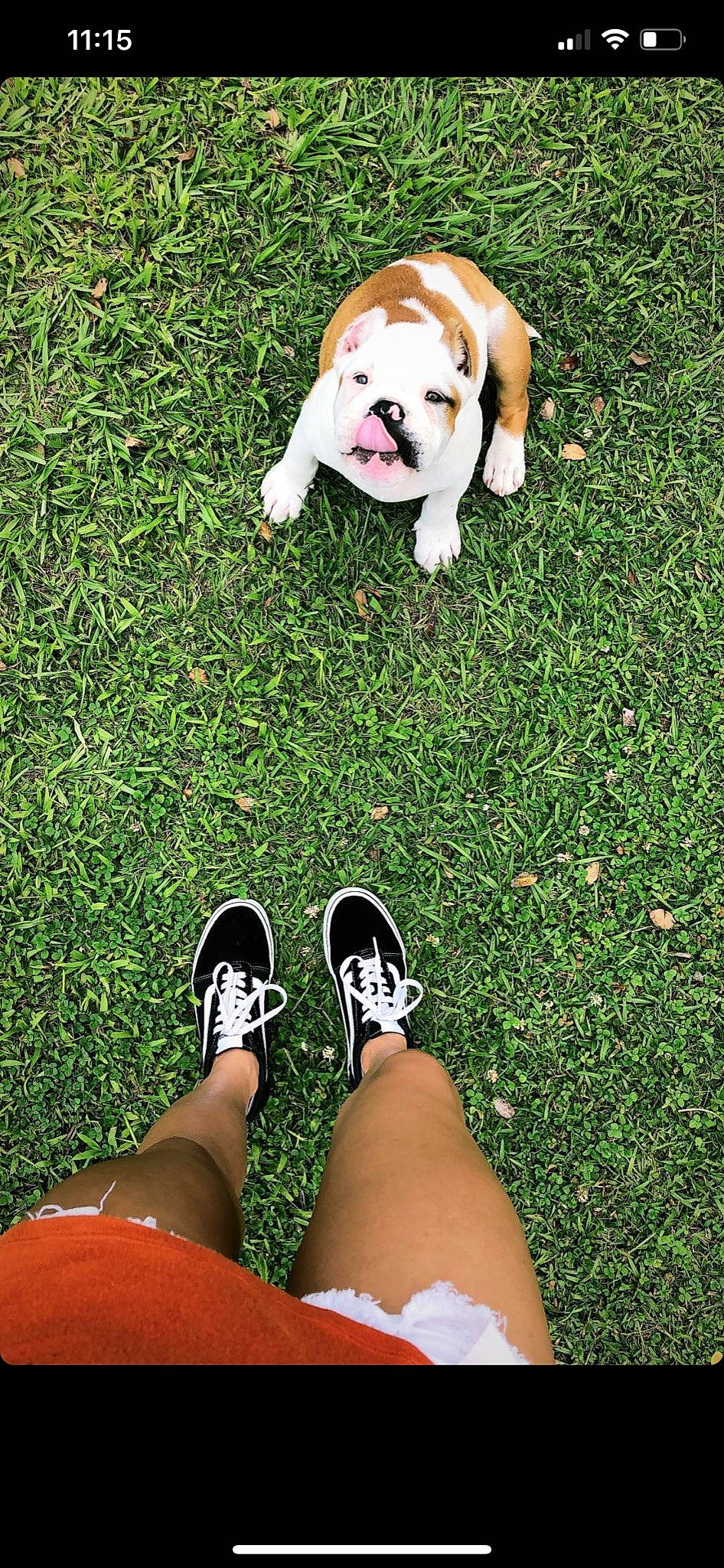 Duncan joined the competition — help win amazing prizes! bulldog, canidae, carnivore, companion_dog, dog, dog_breed, fawn, foot, footwear, grass, green, human_leg, lawn, leg, non_sporting_group, plant, puppy, shoe, sporting_group, summer