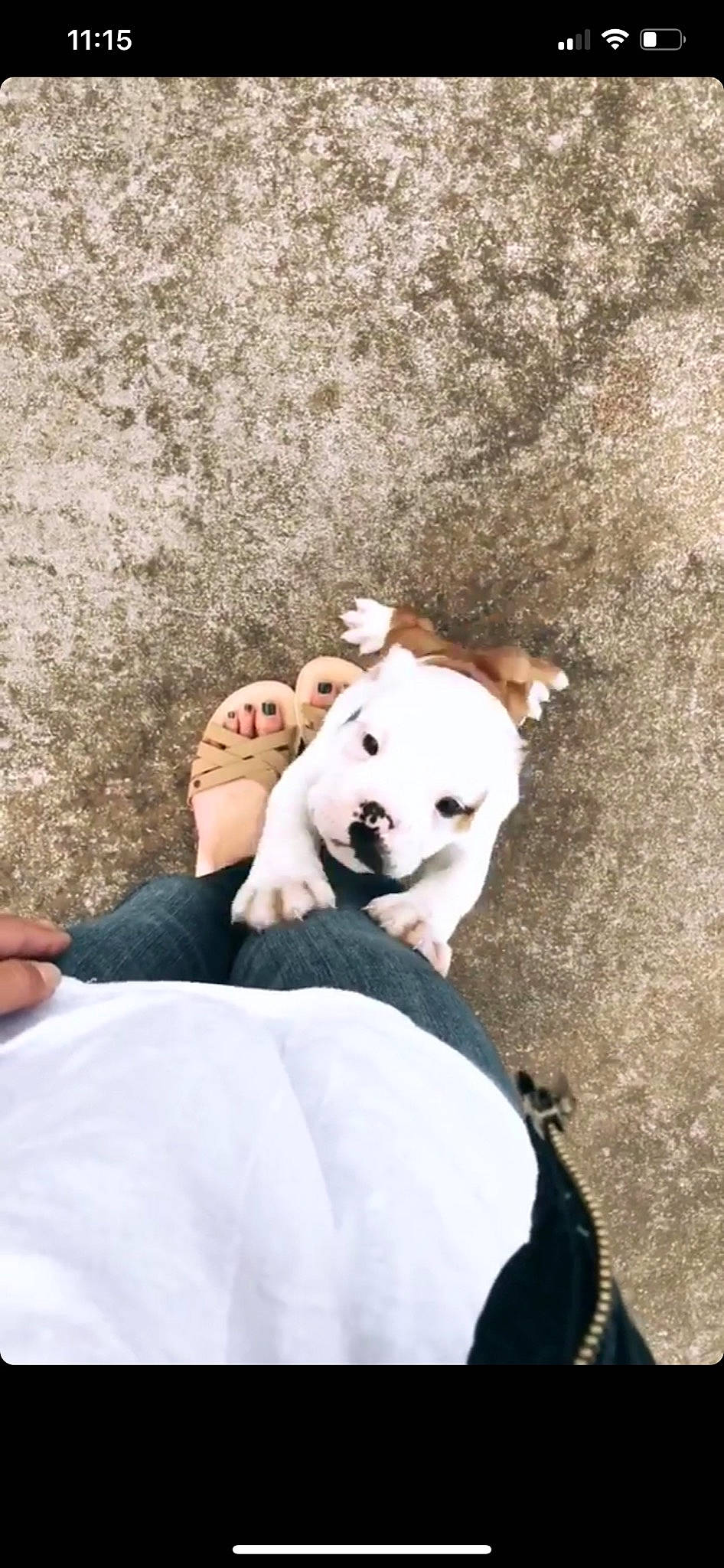 Duncan joined the competition — help win amazing prizes! american_staffordshire_terrier, canidae, carnivore, companion_dog, dog, dog_breed, dogo_argentino, non_sporting_group, nose, photograph, pit_bull, puppy, puppy_love