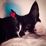 Yumi joined the competition — help win amazing prizes! cat, black_and_white, close_up, paw, whiskers, heart_doodle, cute, pet, animal, feline, lying_down, soft_focus, indoor, portrait, relaxed, eyes, fur, domestic_cat, face, cozy