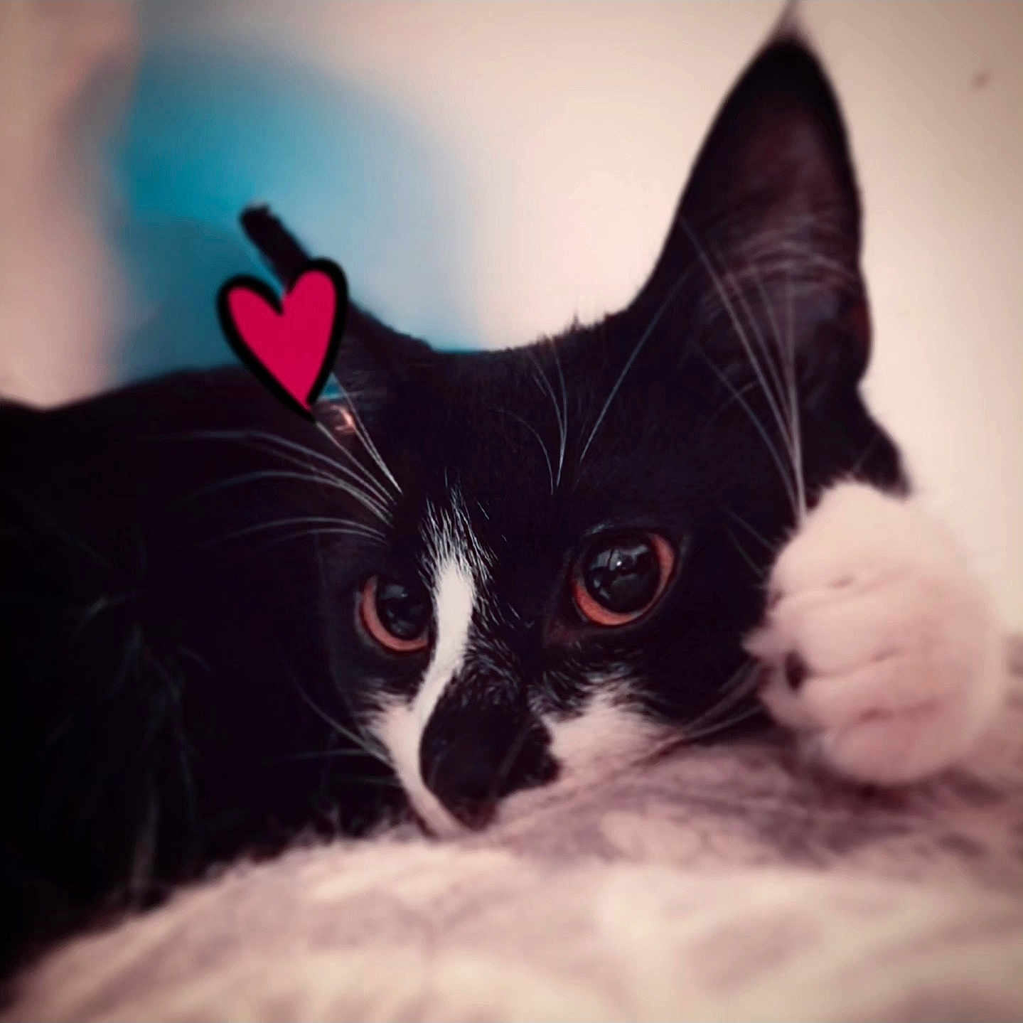 Yumi joined the competition — help win amazing prizes! cat, black_and_white, close_up, paw, whiskers, heart_doodle, cute, pet, animal, feline, lying_down, soft_focus, indoor, portrait, relaxed, eyes, fur, domestic_cat, face, cozy