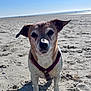 dog, beach, sand, sunlight, harness, pet, outdoor, canine, animal, daytime, nature, cute, portrait, fur, ears, snout, walking, vacation, summer, sky