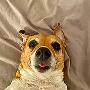 Tiffy participe au concours pour gagner de l'argent avec cette photo : dog, pet, close_up, lying_down, tongue_out, ears_up, beige, blanket, cute, animal, fur, whiskers, nose, playful, expression, canine, domestic_animal, face, muzzle, indoor