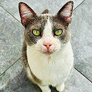 Calice participe au concours pour gagner de l'argent avec cette photo : cat, green_eyes, pink_nose, gray_fur, white_fur, whiskers, ears, floor, tiles, pet, animal, looking_up, curious, close_up, portrait, domestic_cat, feline, cute, indoor, mammal