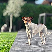 Masha participe au concours pour gagner de l'argent avec cette photo : dog, animal, pet, outdoor, grass, path, garden, sunlight, nature, canine, white, brown, standing, looking, ears, tail, daytime, blurred_background, fur, alert