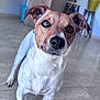 Masha a rejoint le concours — aidez-le/la à gagner de superbes lots ! dog, pet, animal, indoor, floor, ears, whiskers, brown, white, curious, closeup, face, eyes, fur, canine, houseplant, tile_floor, furniture, domestic, companion