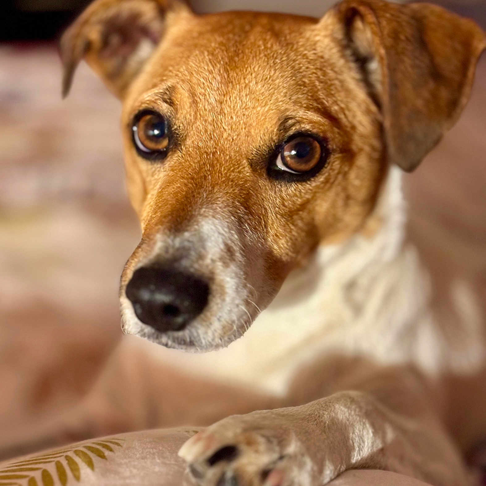Masha a rejoint le concours — aidez-le/la à gagner de superbes lots ! animal, blurred_background, brown_eyes, canine, close_up, curious, cute, dog, domestic, ears, expression, fur, indoor, nose, paw, pet, portrait, resting, soft_light, whiskers