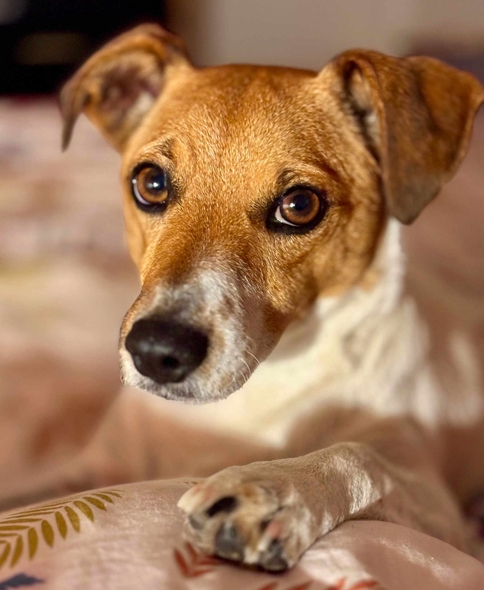 Masha a rejoint le concours — aidez-le/la à gagner de superbes lots ! dog, close_up, brown_eyes, paw, fur, curious, resting, indoor, soft_light, blurred_background, pet, animal, canine, portrait, cute, domestic, nose, ears, expression, whiskers