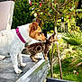 Minette a rejoint le concours — aidez-le/la à gagner de superbes lots ! dog, cat, outdoor, garden, greenery, plants, ledgestone, curious, pink_collar, kitten, pet, animal, side_view, nature, daylight, friendship, fence, tree, leaf, grass