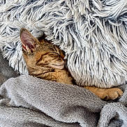 Minette participe au concours pour gagner de l'argent avec cette photo : kitten, cat, sleeping, cozy, blanket, pillow, fluffy, soft, nap, fur, pet, cute, relaxing, indoor, domestic_animal, resting, animal, tabby, young_cat, comfort
