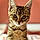 Minette