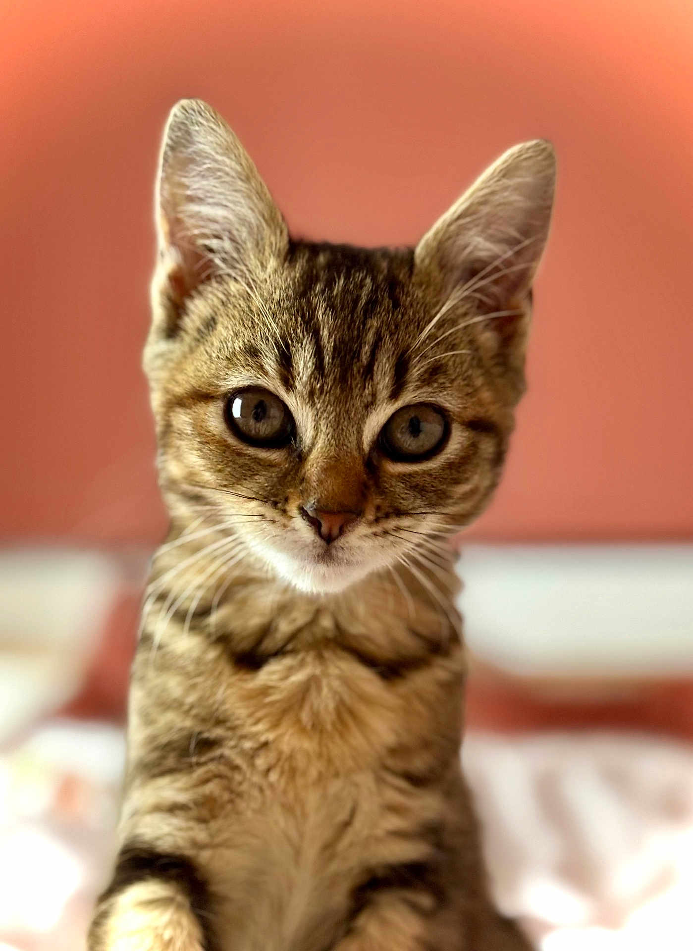 Minette