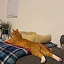 blanket, cat, cat_bed, couch, cozy, feline, furniture, gray_couch, houseplant, indoor, living_room, orange_tabby, paw, pet, plaid, relaxing, resting, stretching, tail, window_blinds
