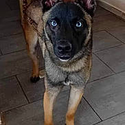 Mji a rejoint le concours — aidez-le/la à gagner de superbes lots ! alert, animal, black, blue_eyes, brown, canine, chain, companion, dog, domestic, ears, fur, indoors, looking_at_camera, muzzle, paws, pet, portrait, standing, tiled_floor