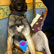 Mji participe au concours pour gagner de l'argent avec cette photo : dog, canine, pet, sitting, couch, indoor, fur, ears, collar, tongue, expression, wallpaper, pillow, blanket, home, animal, cute, brown, black, blue_emoji