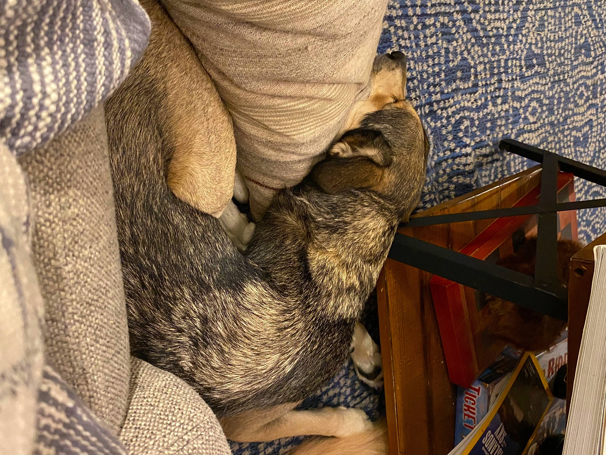 Lulu joined the competition — help win amazing prizes! beard, comfort, facial_hair, felidae, fur, hat, human_leg, mammal, metal, pattern, snout, soil, textile, vertebrate, wildlife, wood, wool, wrinkle