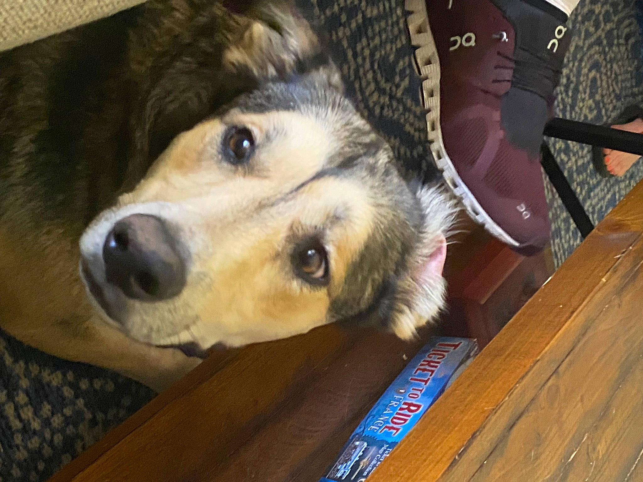 Lulu joined the competition — help win amazing prizes! canidae, carnivore, companion_dog, couch, dog, dog_breed, fawn, flooring, fur, hardwood, jaw, paw, plank, snout, sporting_group, terrestrial_animal, whiskers, wood, working_animal, working_dog