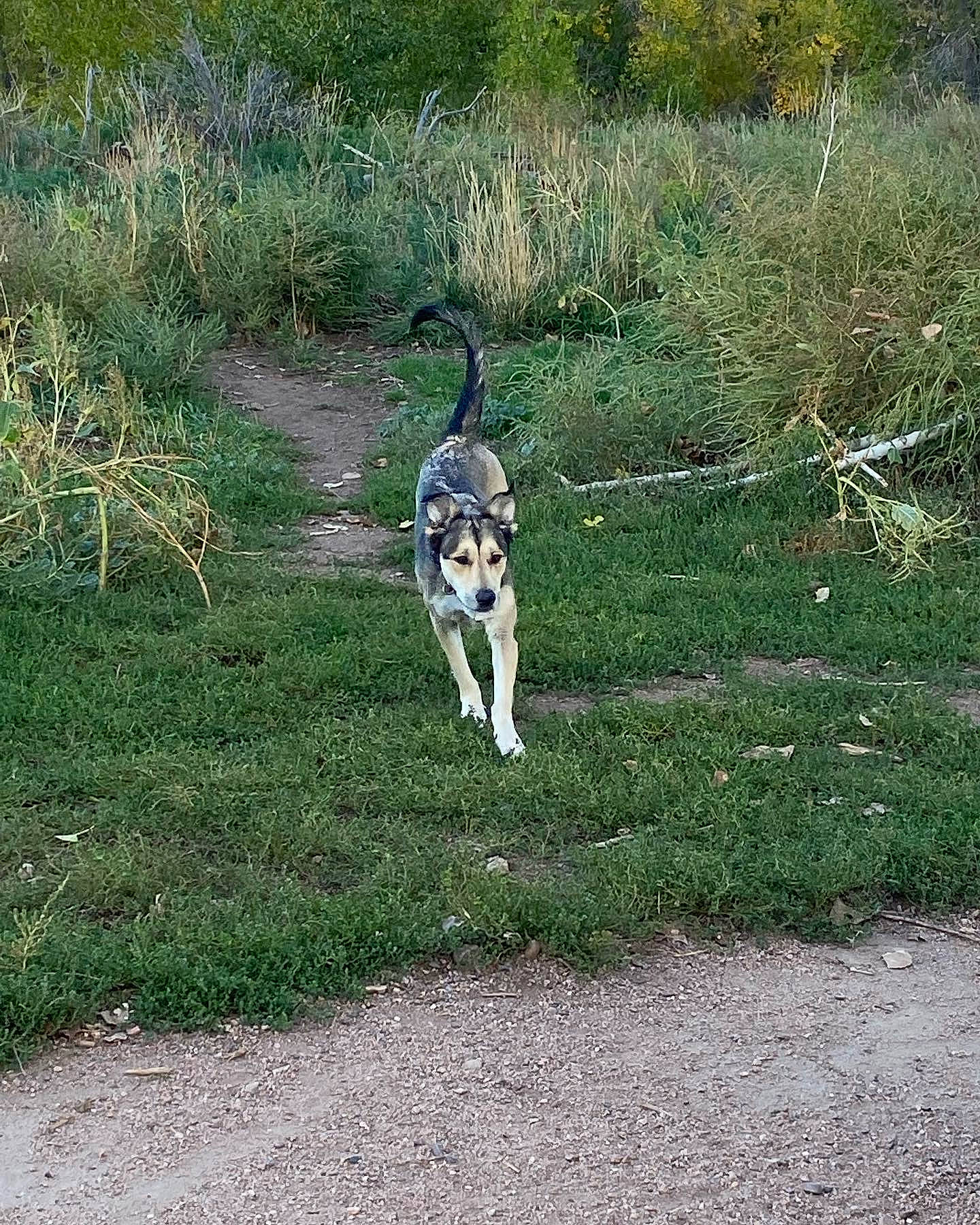 Lulu joined the competition — help win amazing prizes! canidae, carnivore, companion_dog, dog, dog_breed, grass, grassland, landscape, natural_landscape, non_sporting_group, pasture, plant, recreation, soil, sporting_group, tail, terrestrial_animal, tree, wildlife, working_dog