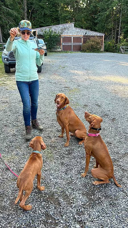 Finn joined the competition — help win amazing prizes! canidae, car, carnivore, collar, companion_dog, dog, dog_breed, dog_collar, fawn, gun_dog, leash, liver, pet_supply, plant, sporting_group, tire, tree, vehicle, vehicle_registration_plate, working_animal