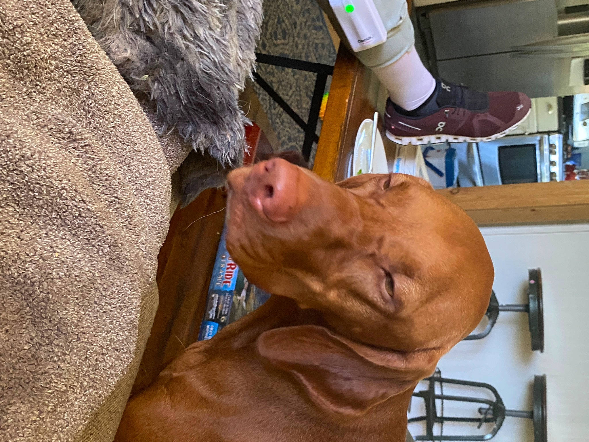 Finn is registered to the contest to win money with this photo: canidae, carnivore, collar, companion_dog, dog, dog_breed, dog_collar, ear, fawn, fur, human_leg, hunting_dog, jaw, liver, pet_supply, snout, sporting_group, whiskers, working_animal, wrinkle