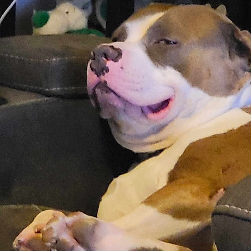 Jasper is registered to the contest to win money with this photo: animal, boxer, bulldog, canine, couch, dog, electronics, face, furniture, head, hound, indoors, interiordesign, person, pet, photography, pitbull, portrait, puppy, sleeping