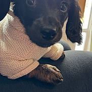 Dallas is registered to the contest to win money with this photo: dog, puppy, black_dog, knit_sweater, close_up, pet, indoor, soft_lighting, resting, cute, animal, young_dog, fur, paw, portrait, domestic_animal, cozy, warm_clothing, looking, curious