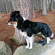 Bibi a rejoint le concours — aidez-le/la à gagner de superbes lots ! alert, animal, black_and_white, canine, daylight, dog, forest, fur, landscape, leaves, moss, nature, outdoor, pet, quiet, rock, scenery, standing, tree, woods