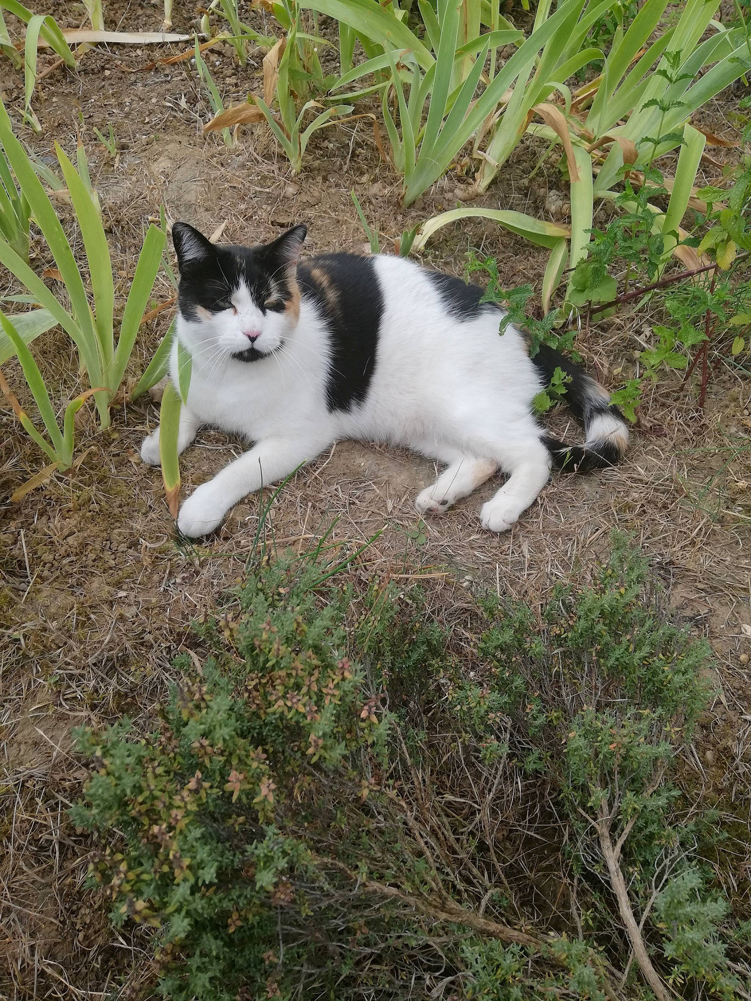 Kira participe au concours pour gagner de l'argent avec cette photo : aegean_cat, carnivore, cat, domestic_short_haired_cat, european_shorthair, felidae, fur, grass, kitten, plant, polydactyl_cat, small_to_medium_sized_cats, tail, tree, whiskers, wildlife