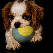 Bonnie a rejoint le concours — aidez-le/la à gagner de superbes lots ! puppy, dog, toy, ball, cute, fur, pet, animal, playful, closeup, brown, white, ears, paws, face, black_background, adorable, young, soft, portrait