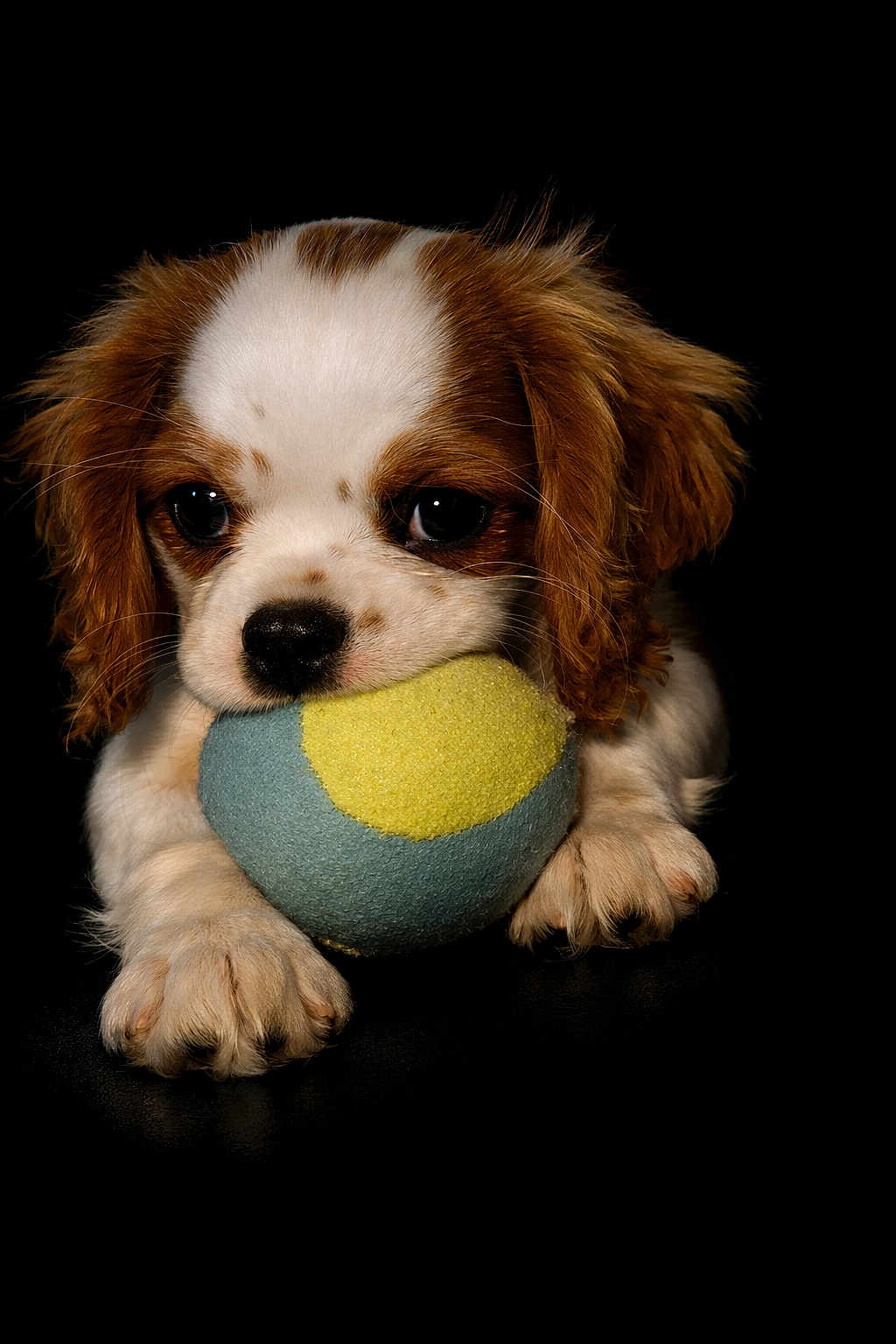 Bonnie a rejoint le concours — aidez-le/la à gagner de superbes lots ! puppy, dog, toy, ball, cute, fur, pet, animal, playful, closeup, brown, white, ears, paws, face, black_background, adorable, young, soft, portrait