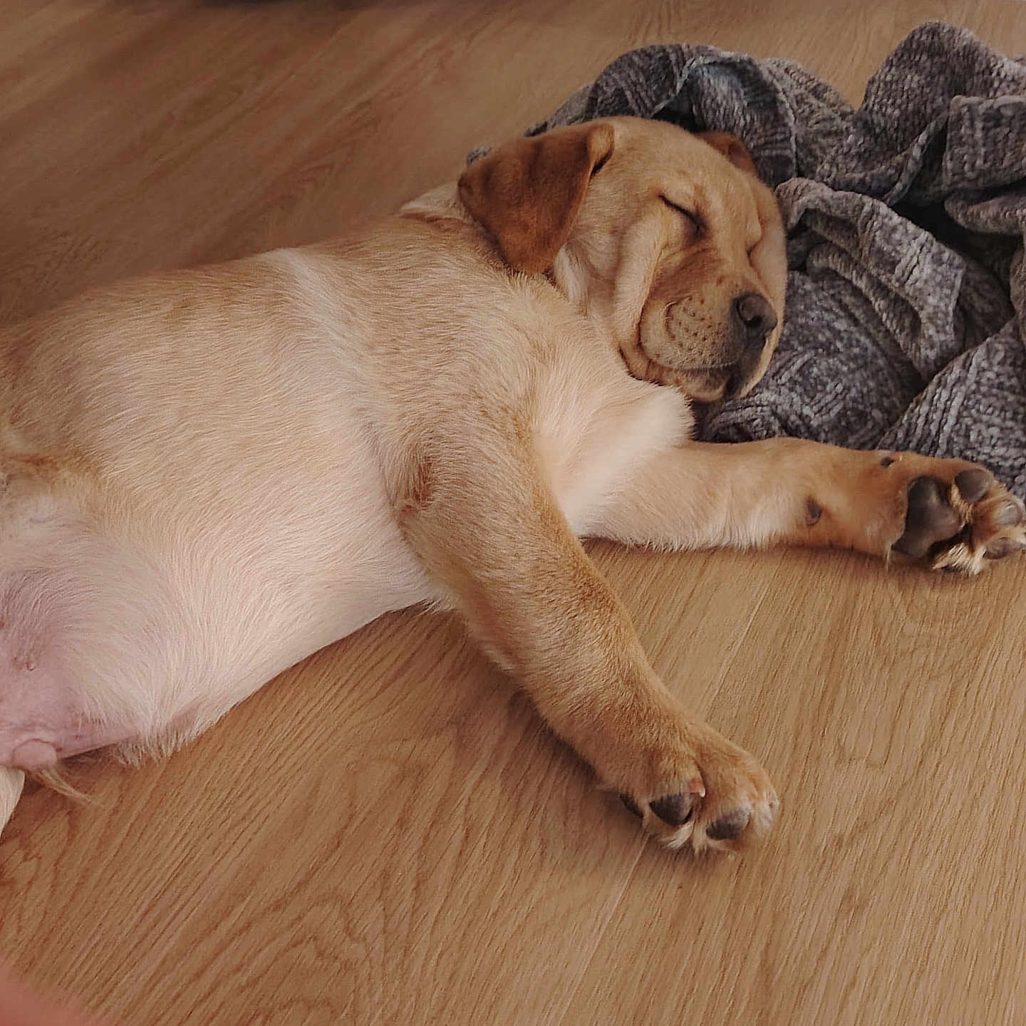 Varick participe au concours pour gagner de l'argent avec cette photo : animal, blanket, canine, cozy, cute, dog, domestic, floor, fur, home, indoor, napping, paw, pet, puppy, relaxed, resting, sleeping, wooden_floor, young_dog