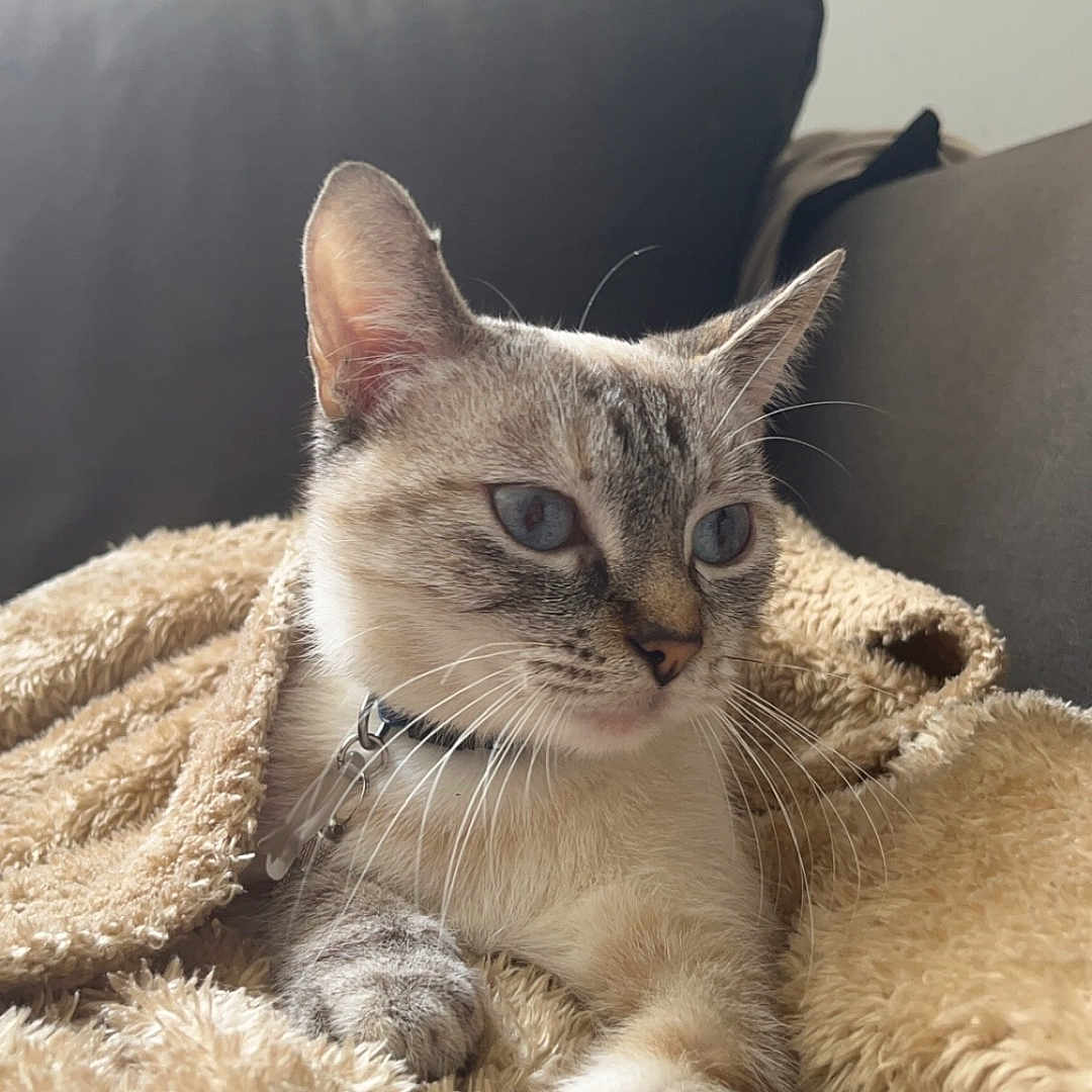 Snow a rejoint le concours — aidez-le/la à gagner de superbes lots ! abyssinian, animal, blanket, canine, cat, chair, clothing, couch, cushion, dog, fur, furniture, homedecor, kitten, linen, manx, pet, quilt, siamese