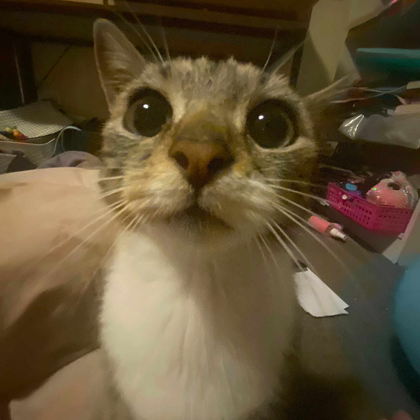 Ayla