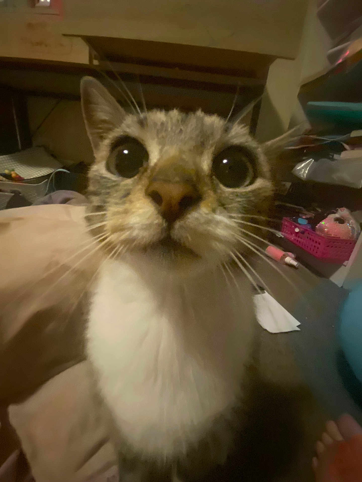 Ayla joined the competition — help win amazing prizes! cat, close_up, whiskers, curious, wide_eyes, pet, indoor, feline, face, nose, fur, domestic_animal, home, animal, mammal, looking, cute, tabby, white_chest, background