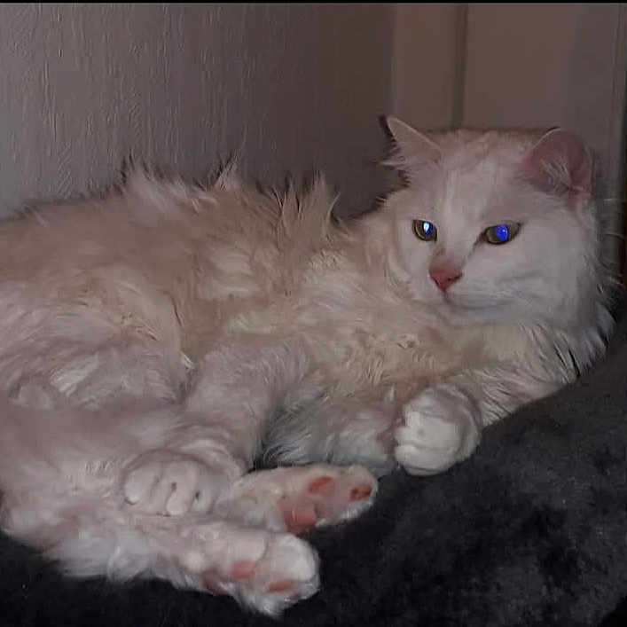 Plume a rejoint le concours — aidez-le/la à gagner de superbes lots ! animal, cat, closeup, cute, domestic_animal, ears, feline, fluffy, fur, indoor, lying_down, paw, pet, pink_nose, portrait, relaxed, resting, sleepy, whiskers, white_cat