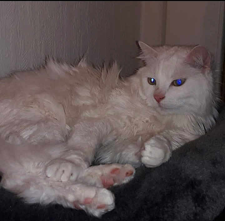 Plume a rejoint le concours — aidez-le/la à gagner de superbes lots ! cat, white_cat, fluffy, pet, animal, feline, indoor, relaxed, lying_down, paw, fur, closeup, portrait, resting, cute, domestic_animal, whiskers, ears, pink_nose, sleepy