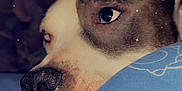 Meyko a rejoint le concours — aidez-le/la à gagner de superbes lots ! dog, close_up, resting, blanket, blue, bedroom, cozy, sleepy, canine, face, nose, ear, fur, relaxed, indoors, portrait, animal, cute, calm, star_overlay