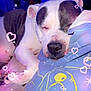 dog, sleeping, blanket, paw, cartoon_graphic, heart_overlay, sparkles, indoor, closeup, resting, cute, pet, animal, cozy, soft_lighting, colorful, relaxed, snout, ears, napping