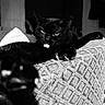 animal, black_and_white, black_cat, cat, claws, close_up, couch, fabric, feline, furniture, home, indoor, lazy, monochrome, paw, pet, relaxing, resting, stretching, texture