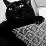Lunar joined the competition — help win amazing prizes! animal, black_and_white, black_cat, cat, claw, close_up, cushion, domestic_animal, feline, fur, household, indoor, looking_away, monochrome, paw, pet, portrait, resting, texture, whiskers