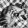 cat, sleeping, paw, fur, blanket, checkered_pattern, black_and_white, cozy, resting, animal, pet, cute, striped, soft, comfort, indoor, relaxed, feline, napping, covered_face